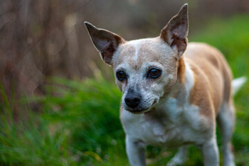 Dog looking expectant at owner on a walk in nature