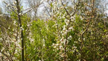 Wild plum branch in spring	