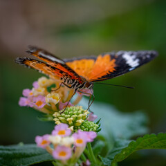 insect macro butterfly closeup wing nature flower green background wildlife