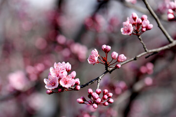 Fruit tree blossoms. Spring beginning background. Bokeh.