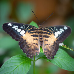 insect macro butterfly closeup wing nature flower green background wildlife