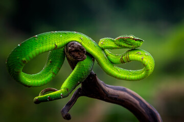 Green Tree Pit Viper 