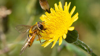 Hoverfly on a flower