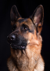 dog face close up, german shepherd dog on black background