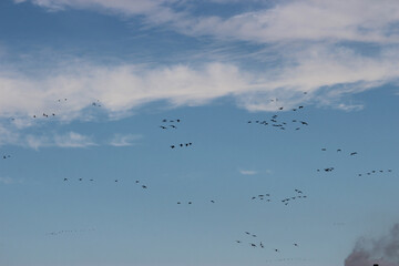 Flock of Geese flying South