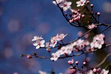 Fruit tree blossoms. Spring beginning background. Bokeh.