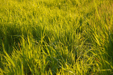 Lush grass illuminated by the sunset	