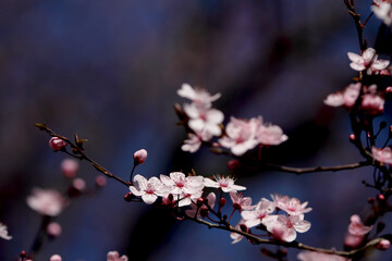 Fruit tree blossoms. Spring beginning background. Bokeh.
