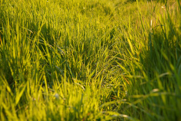 Lush grass illuminated by the sunset	