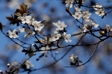 Fruit tree blossoms. Spring beginning background. Bokeh.