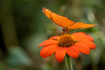 insect macro butterfly closeup wing nature flower green background wildlife