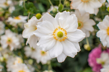 Weiße Annemonen Blüte