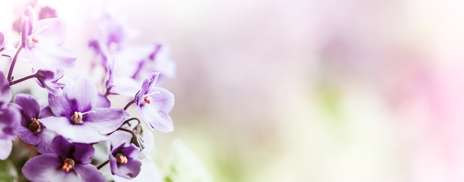 Soft Purple flowers of of violet on blur spring background