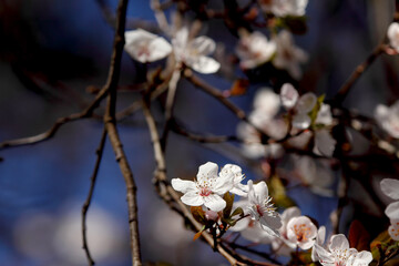 Fruit tree blossoms. Spring beginning background. Bokeh.