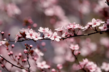 Fototapeta na wymiar Fruit tree blossoms. Spring beginning background. Bokeh.