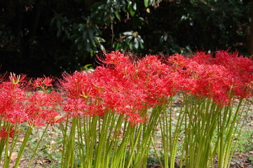 彼岸花（曼殊沙華）