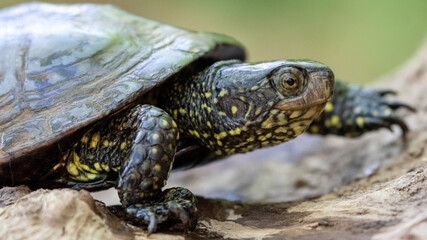 Kopf und Hals in der Seitenansicht einer laufenden Europäischen Sumpfschildkröte