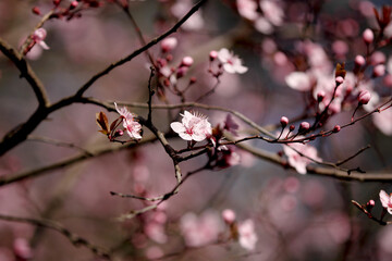 Fruit tree blossoms. Spring beginning background. Bokeh.