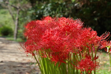 彼岸花（曼殊沙華）