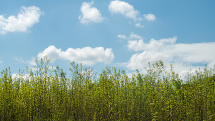 Nature resumes its rights, forest of young shrubs and blue sky with cottony clouds, in spring	