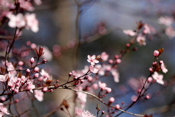 Fruit tree blossoms. Spring beginning background. Bokeh.