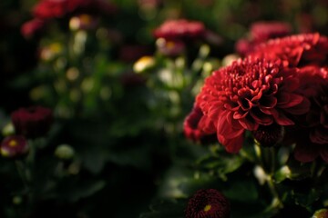 red flower in the garden