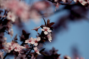 Fruit tree blossoms. Spring beginning background. Bokeh.