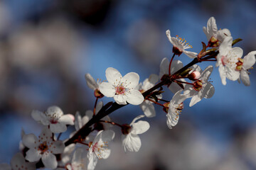 Fruit tree blossoms. Spring beginning background. Bokeh.