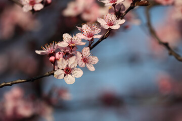 Fruit tree blossoms. Spring beginning background. Bokeh.