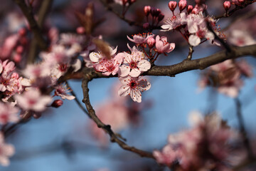 Fruit tree blossoms. Spring beginning background. Bokeh.