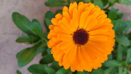 orange calendula flower