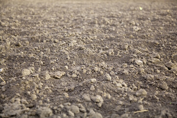 Cultivated plain field