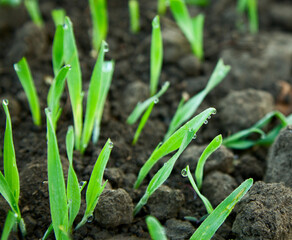 Growing cereal sprouts