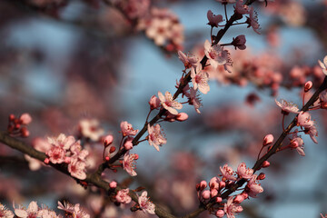 Fruit tree blossoms. Spring beginning background. Bokeh.