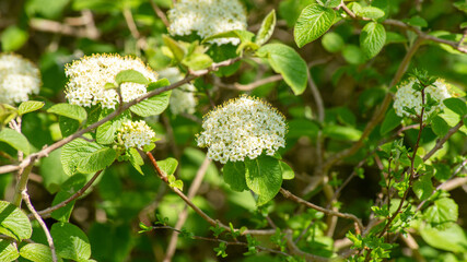 Rusty blackhaw shrub stem with pretty white cluster flowers