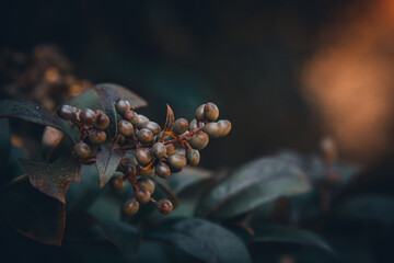 moody berry on tree branch