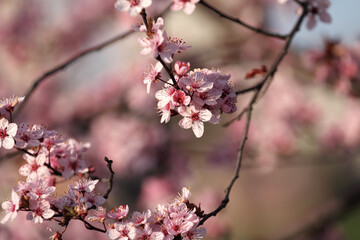 Fruit tree blossoms. Spring beginning background. Bokeh.
