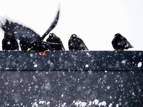 alpine jackdaws on the snow