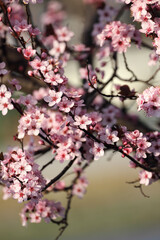 Fruit tree blossoms. Spring beginning background. Bokeh.