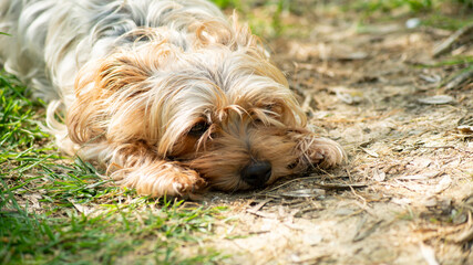 Naklejka na ściany i meble Portrait of a light red-haired Yorkshire terrier dog lying outside in the sun, resting 