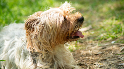 Portrait of a Yorkshire terrier dog, light red, panting	