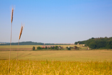 Farmland and wheat