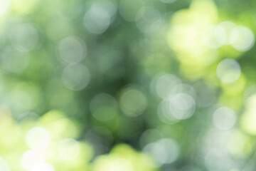 新緑・アウトフォーカス
