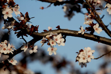 Fruit tree blossoms. Spring beginning background. Bokeh.