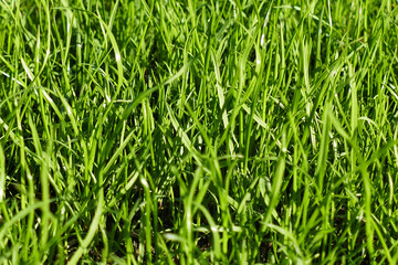 Texture of green grass in sunlight, Natural Background Pattern