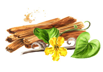 Bark of medicinal plant Cats claw or Uncaria tomentosa with stem and flower, Watercolor hand drawn illustration, isolated on white background