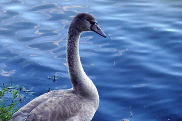 A young mute swan poses alone on the shore of a blue lake