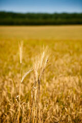 Macro of ripe dry cereal ears