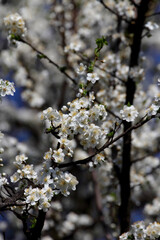 Fruit tree blossoms. Spring beginning background. Bokeh.