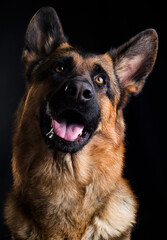 dogs smiling close up, german shepherd on black background